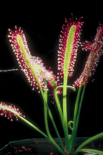 harmatfu-drosera