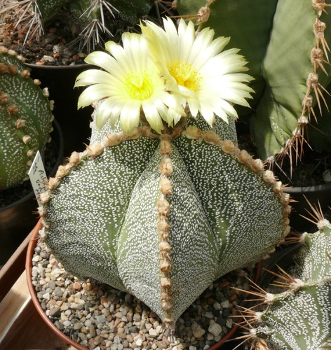 astrophytum_ornatum_hibrid