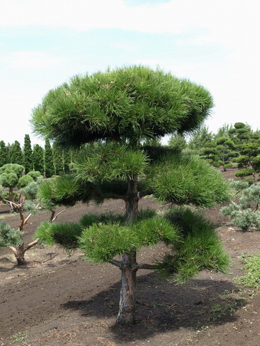 pinus_nigra_bonsai