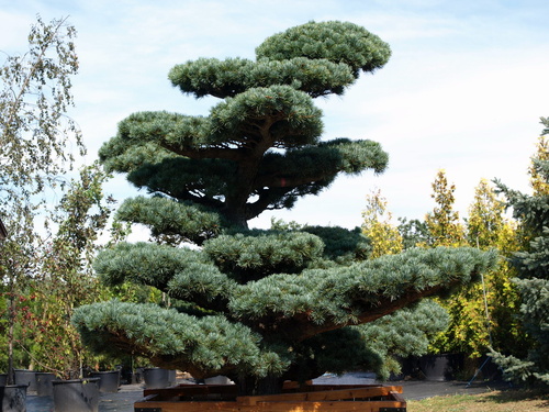 pinus_parviflora_-_japn_fehrfeny337