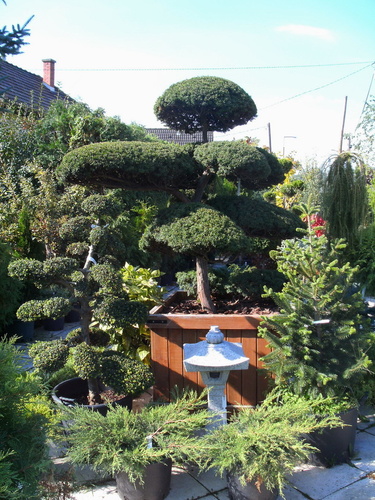 taxus_cuspidata_s_ilex_crenata_bonsai