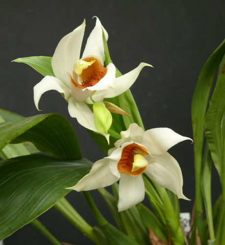 feher-orchidea