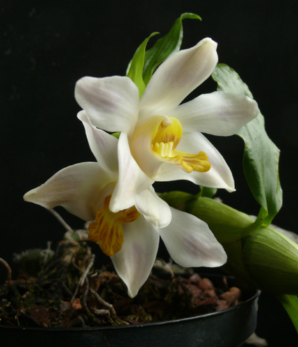 orchidea-kiallitas-fuveszkert