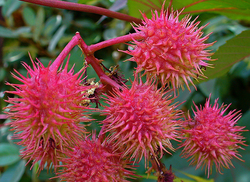 ricinus