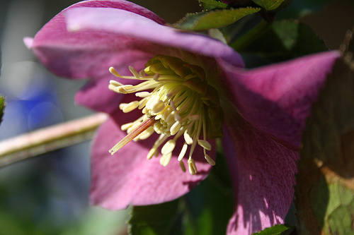 helleborus