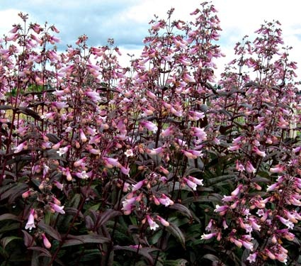 penstemon