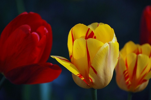 tulipan-viragok