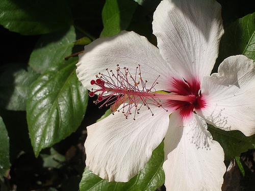 hibiszkusz