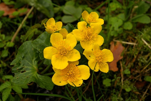 caltha-palustris-vizinoveny