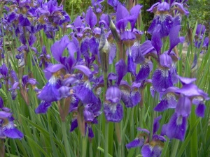 iris-sibirica