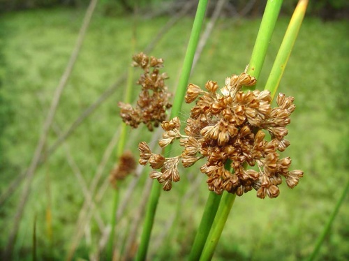 juncus-effusus