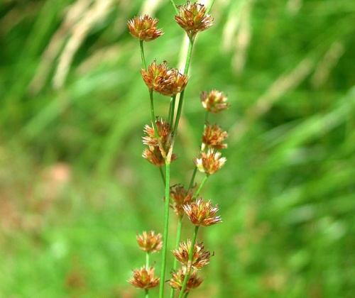 juncus-ensifolius-vizinoveny