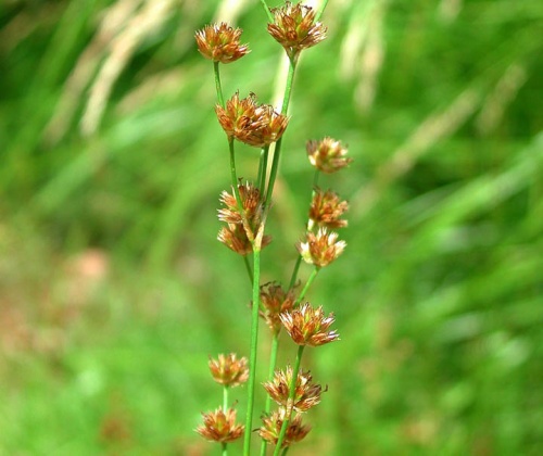 juncus-ensifolius-vizinoveny