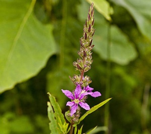 lythrum-virgatum-vizinoveny