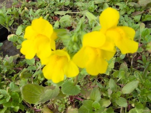 mimulus-luteus