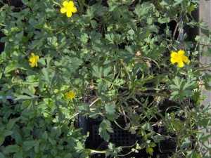 ranunculus-repens
