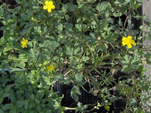 ranunculus-repens