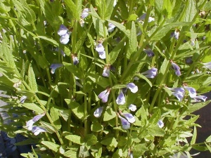 scuttelaria-galericulata