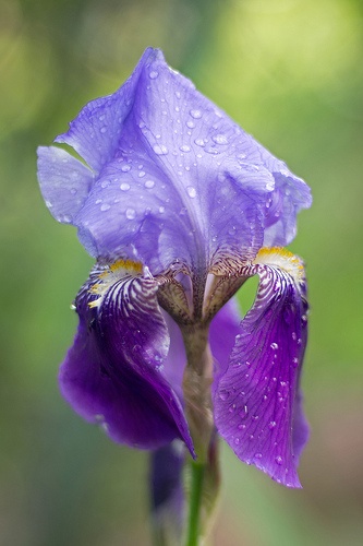 iris-germanica