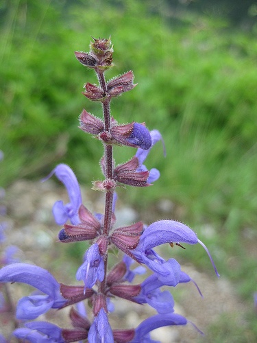 salvia-officinalis