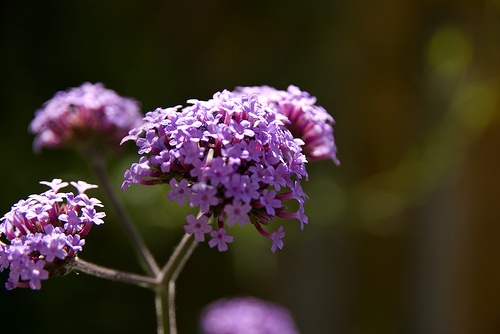 verbena