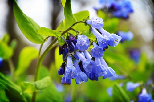 mertensia-virginica