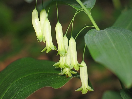 polygonatum-biflorum