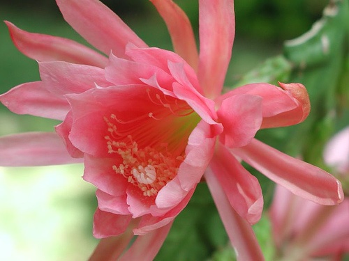 epiphyllum-viragzas