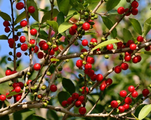 yaupon-magyal-ilex-vomitoria