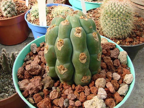 trichocereus-pachanoi