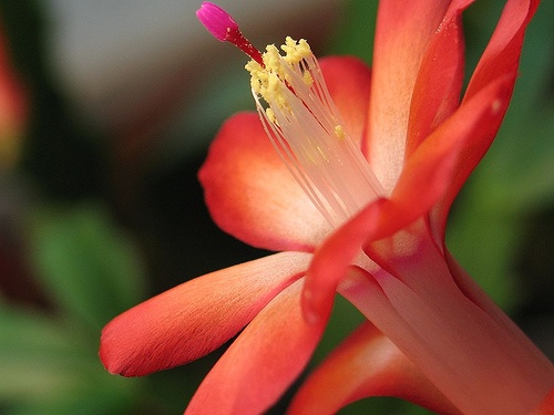 schlumbergera