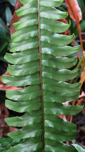 szobapafrany-nephrolepis-exaltata