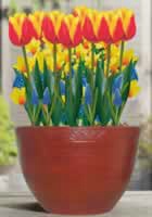 tulipanok-cserepben