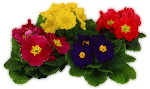 primula-acaulis-szartalan-kankalin