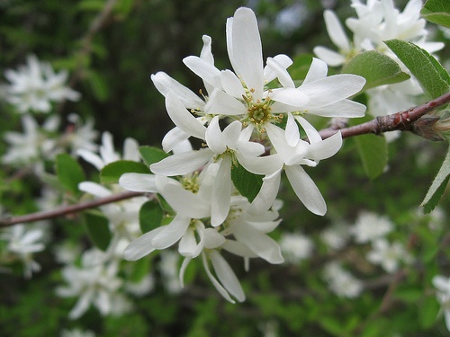 amelanchier-ovalis