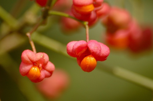 kecskerago-euonymus-europaeus