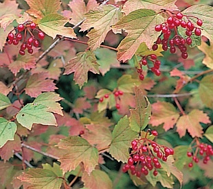 virburnum-opulus-compactum