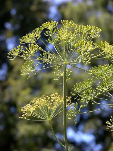 anethum-graveolens-kapor