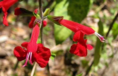 salvia-coccinea