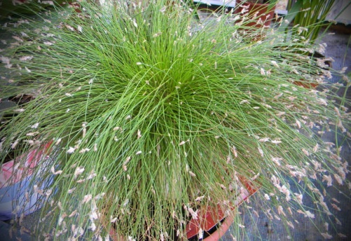 szobafupalka-gondozasa