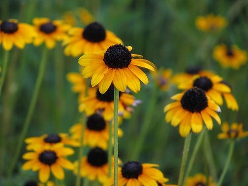 rudbeckia-fulgida