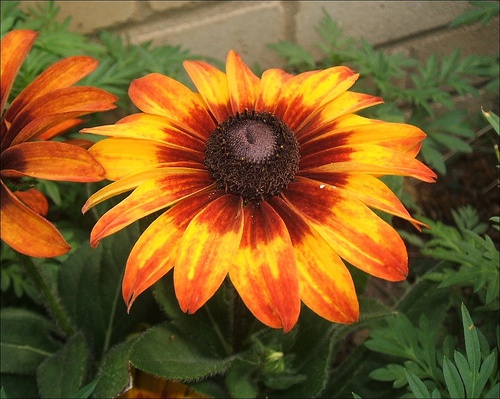 rudbeckia-hirta-autumn-color