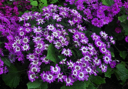 lila-cineraria