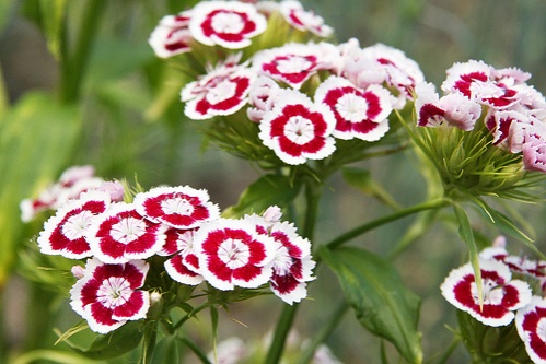 dianthus-barbatus