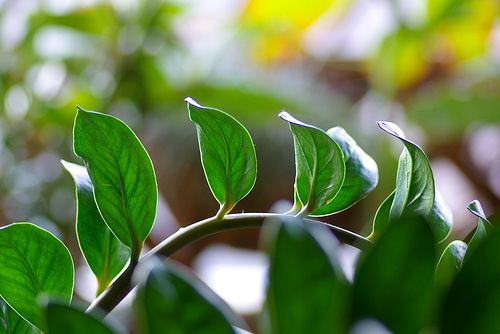 zamioculcas-levelei