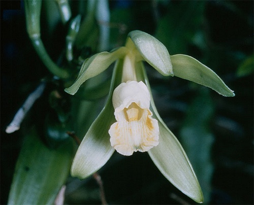 vanilla-planifolia