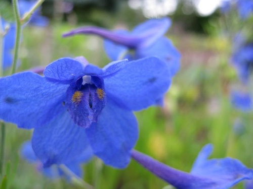 delphinium-grandiflorum