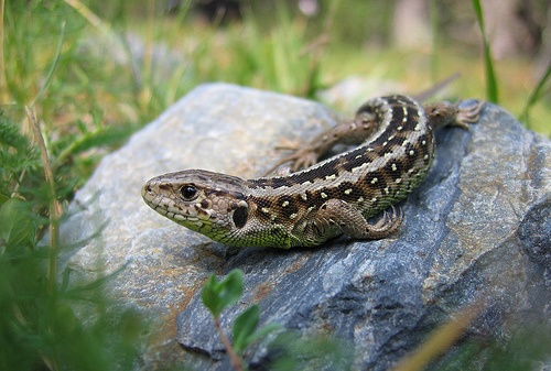 lacerta-agilis