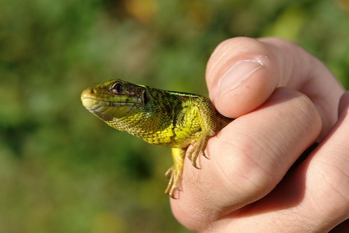 lacerta_viridis