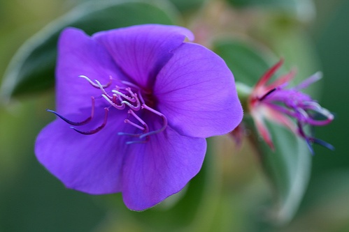 tibouchina